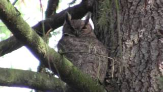 Great Horned Owl, resting. Вирджинийский филин (243sp)