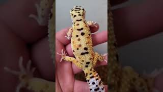 Rainbow Leopard Gecko #shorts