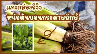 รีวิว แกะกล่อง หน่อต้นบอนกระดาษยักษ์ ไม้ฟอกอากาศ I ฟาร์มสุขเอื้อ