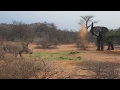 Elephant Fights Off Rhinos For Food