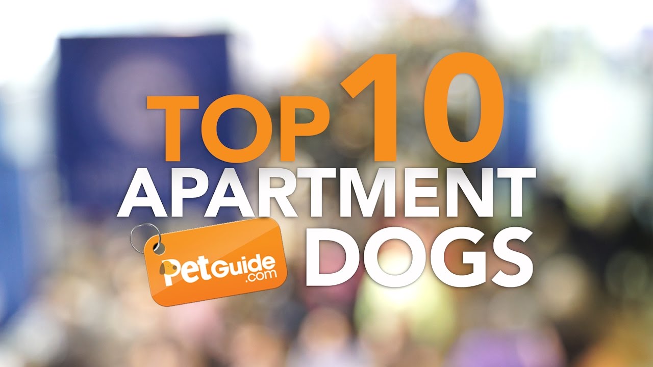 Top 10 Best Dog Breeds For Apartments - YouTube