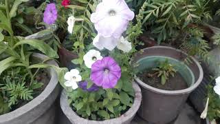 BEAUTIFUL FLOWERS IF YOU LOVE NATURE PLEASE WATCH VIDEO 2021 .