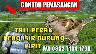 Cara atasi burung pipit ||  cara pasang tali perak pengusir burung pipit sawah