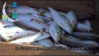 生き物こぼれ話・八代海編（２９）　コノシロ 　Konosirus punctatus　Dotted gizzard shad