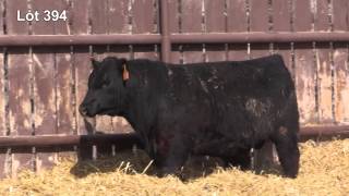 Soderglen Private Treaty  Lot 394  Black Angus