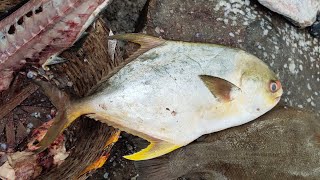 Amazing Golden Pomfret/Thukness Fish Cutting Skills | Cutting Types 360*