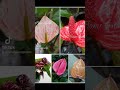 🌹 ඇන්තුරියම් ශාක 12ම rs 6000🌹 anthurium niluflowergarden anthuriumclarinervium nature plant agri