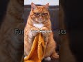 funny videos 😂# viral shorts # cat lovers # subscribe