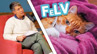 How We Diagnose and Treat Feline Leukemia Virus (FeLV)