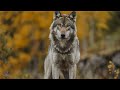 Wolves Animals Nature Video with Beautiful Background Music | 4K