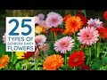 25 Colorful Types Of Daisies || 25 Variety Gerbera Daisy Plants and Flowers