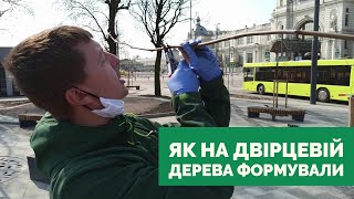 Як формувати молоді дерева? Чи будуть у Львові правила догляду?