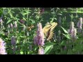 Giant swallowtails in slow motion