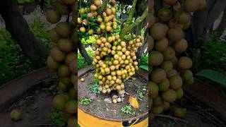 হাজার হাজার লটকন #shortvideo #fruit #ytshorts #shorts