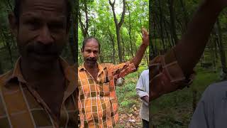 തീറ്റിയുള്ളതുകൊണ്ടു കടുവ പോകില്ല  | tiger attack |  pathanamthitta | kerlaforest | tiger story