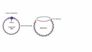 Prokaryotic DNA Replication Animated Video
