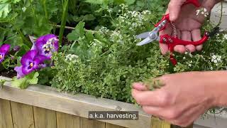 How to Harvest Thyme