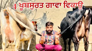 ਜਾਇਜ਼ ਮੁੱਲ -4 ਖੂਬਸੁਰਤ ਗਾਵਾ ਵਿਕਾਉ -4 beautiful cow for sale (9-1-2025)#brardairyfarmmoga