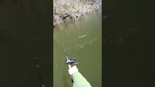 Muskie Follows And Eats Snake Lure!