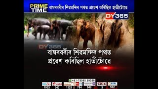 গুৱাহাটীত নিশা বন্যহস্তীৰ মুক্ত বিচৰণ || Guwahati elephant