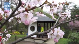 モスクワで桜が見ごろに