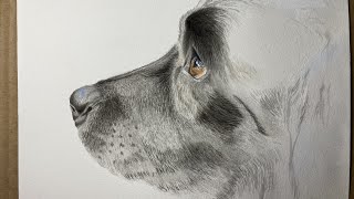 Simba-Labsky /哈士奇拉布拉多犬–Realistic Watercolor Painting/写实水彩画  2022-05-12- nose \u0026 hair marking on cheek