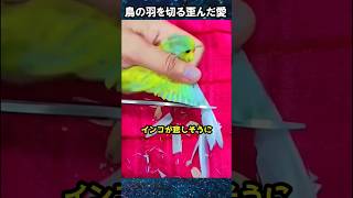 ㊗77万再生！！鳥の羽を切る歪んだ愛【ゆっくり解説】