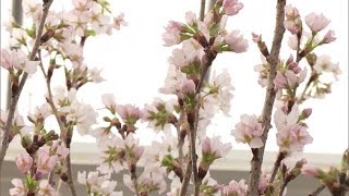 鹿角市の「啓翁桜」“日本一早い出荷”を達成　「秋田の女性のようにかれんな花」楽しんで (25/01/07 12:00)