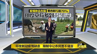 新冠疫情肆虐 印度草莓多到只能喂牛 | 八点最热报 21/07/2021