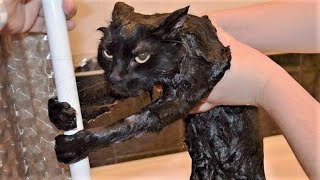 Funny animals - Funny cats / dogs - Funny animal videos 279