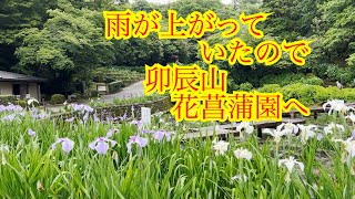 花菖蒲の動画＃３　卯辰山花菖蒲園より