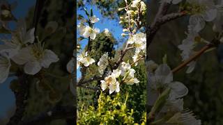 🌸🐝 PLUM BLOSSOM POLLINIZATION 🌸🐝 POLINIZACIÓN de la FLOR del CIRUELO 🌸🐝