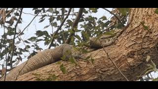 Very dangerous snake ( খুব বিপজ্জনক সাপ)