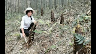 姑娘进山挖春笋，满地的春笋一个比一个大，还意外发现了笋王！