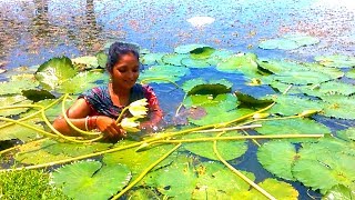 পুকুর থেকে শাপলা তোলা | Collecting Water Lillie | Village vegetables