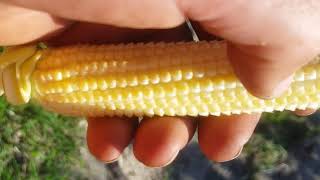 Estimating corn yield and checking pollination