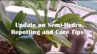 Repotting Rhynchostylis Gigantea into Self-Watering pot! Plus Care Tips