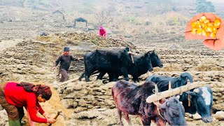 #lamjung भुजुङ गाउँमा मकै रोप्न सुरु गर्दै #villagelife ❤️