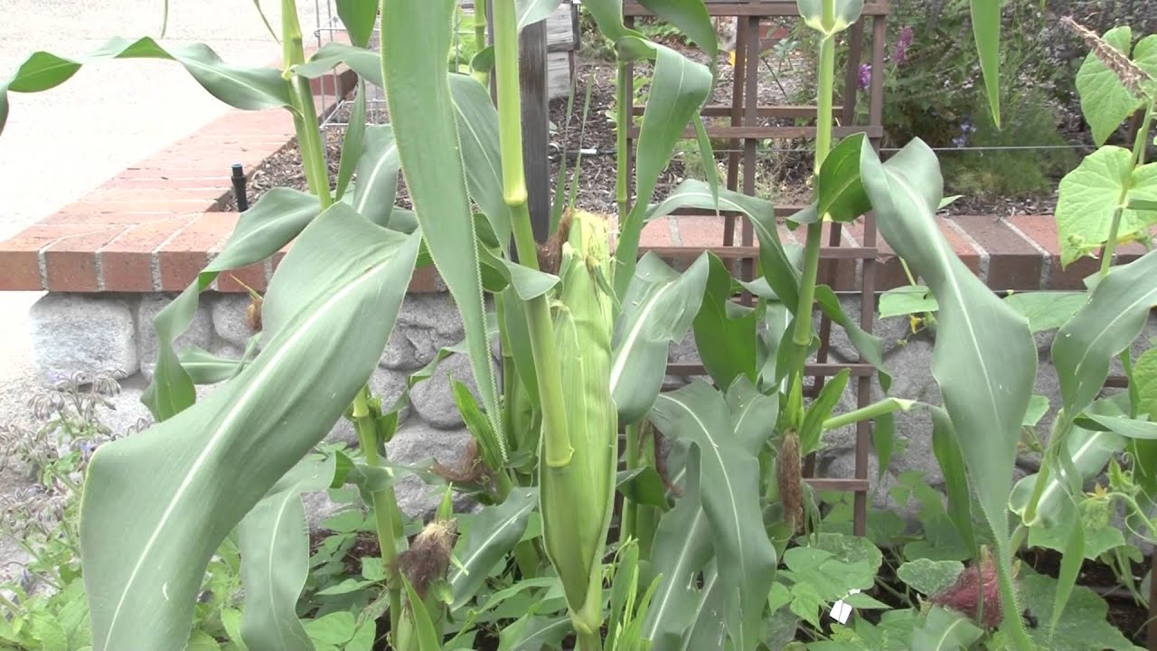Corn Pollination Youtube