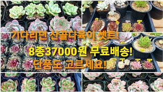 8종다육이 37000원 무료배송! 단품고르기! #산골다육이 #저렴한다육이셋트 #마디바 #마리아 #퍼플샴페인 #레드쿠스 #레드플럼 #캐라리언 #이스트렐라 #일본새벽별 #일렉트라