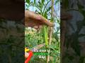 Tomato pruning tips #garden #viralvideo #tomato #farming #trending #fypシ゚viral #shorts #agriculture