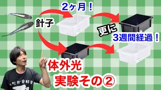 体外光の出し方！体外光品種の飼育はこれで決まり！【実験】