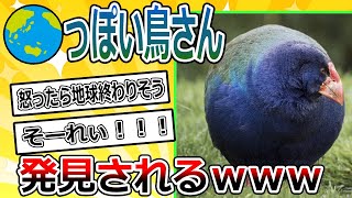 【2ch動物スレ】ちきうっぽい鳥さん→正体がやばいｗｗｗ #2ch面白いスレ #2ch動物スレ