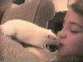 rat kiss