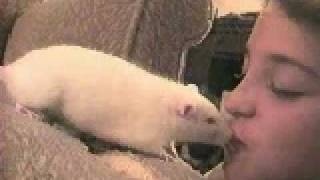 rat kiss