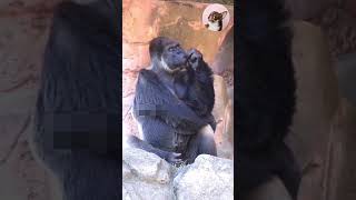 💥🤣 குடிக்க கூடாதுன்னு நினைக்கீர ஆன முடியல்ல #funny #animallife #funnyanimal #trending #petmonkey