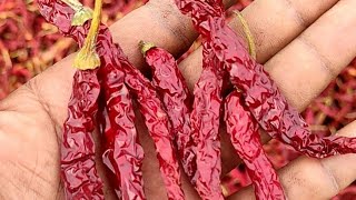 🌶🌶Hot Pepper 5531 syngenta chilli👌🥳 chilli farming #shorts #jugaadu_kisaan