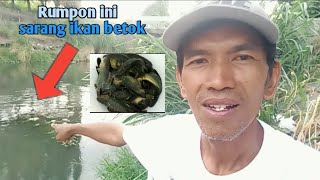 Ternyata rumpon ini sarang ikan betok || POKOKE MANCING TERUS!!