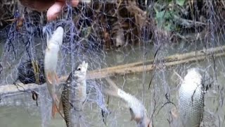 ଜାଲ ପକେଇ କି ମାଛ ଧରିଲୁ | Best Net Fishing Video | | marda nadi Catching Fish kerandi in the ରୁ