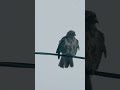 hawk shakes off cold rain